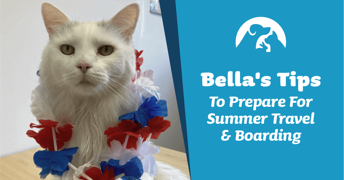 Bella's Tips To Prepare For Summer Travel & Boarding