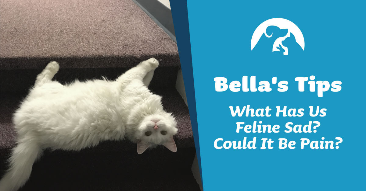 What Has Us Feline Sad? Could It Be Pain?